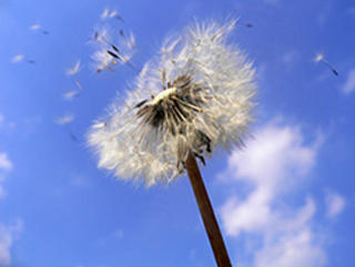 Stop your hay fever and allergies the natural way