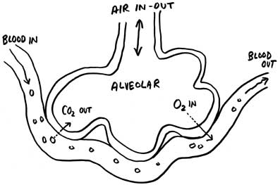 Alveolar cartoon