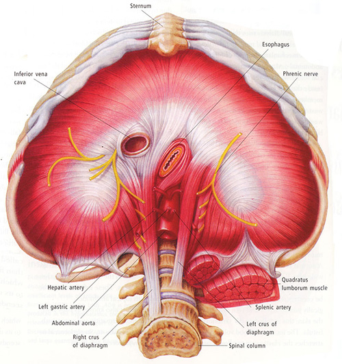 Diaphragm